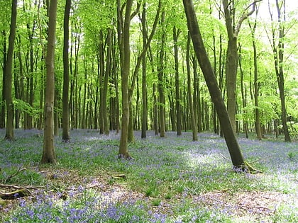 Savernake Forest