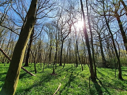 Upper Rapeland Wood