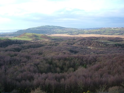 Crymlyn Bog