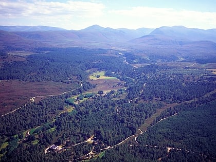 abernethy forest cairngorms nationalpark