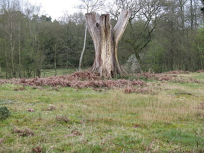 coates castle sssi petworth