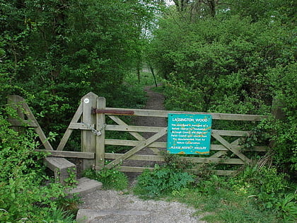 Lassington Wood
