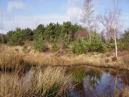 Wildmoor Heath