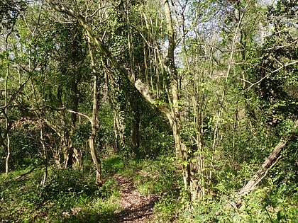 moor copse nature reserve