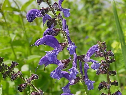 box farm meadows sssi nailsworth