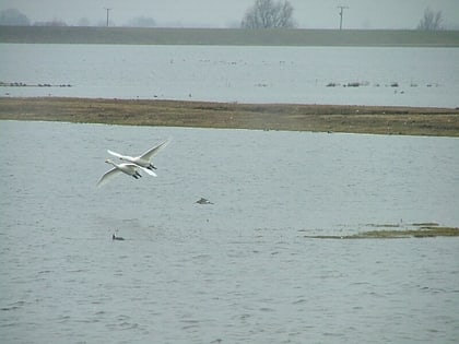 ouse washes