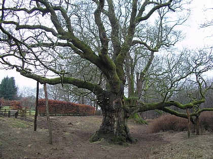 birnam oak dunkeld