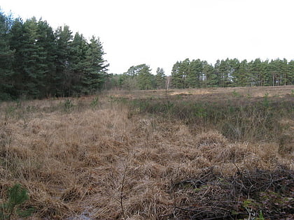 lavington common petworth