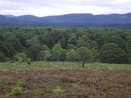 rothiemurchus forest cairngorms nationalpark