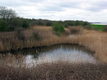 barrow haven reedbed kingston upon hull