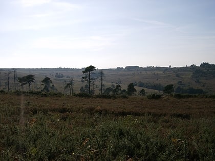 Landscape of Ashdown Forest