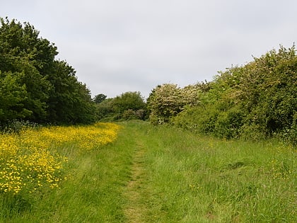 pickers ditch meadow clacton