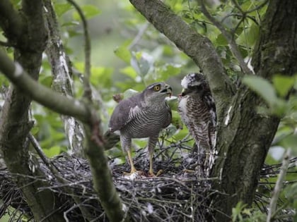 sculthorpe moor community nature reserve fakenham