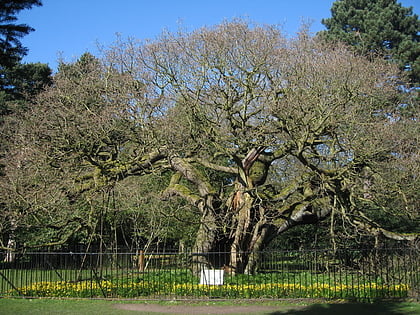 allerton oak liverpool