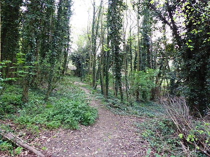 Foxburrow Wood