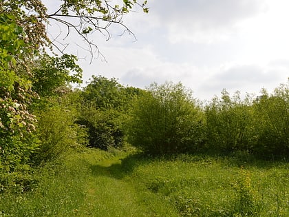Hawkenbury Meadow
