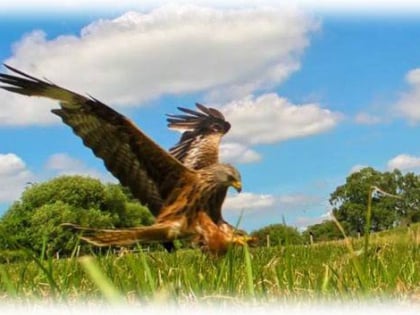 gigrin red kitr feeding centre rhayader