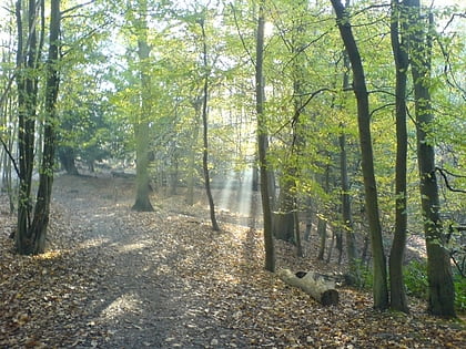Shorne and Ashenbank Woods