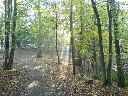 shorne and ashenbank woods kent downs