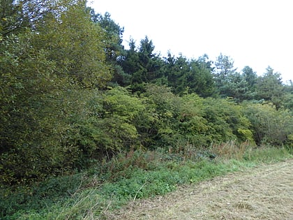 burley and rushpit woods rutland water