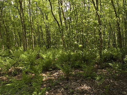 rezerwat przyrody birch moss covert