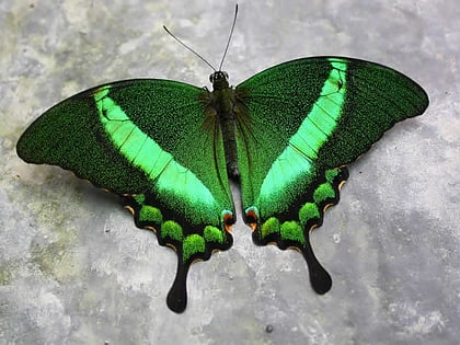 The Magic of Life Butterfly House