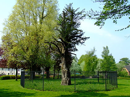 Wallace Yew