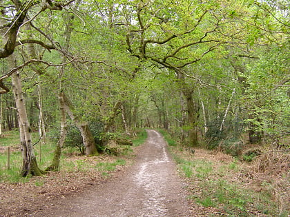 roydon woods new forest