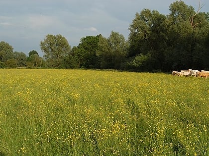 houghton meadows hemingford grey