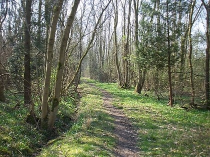 Potton Wood