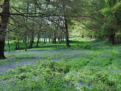 St Leonard's Forest