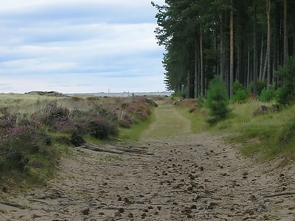tentsmuir forest