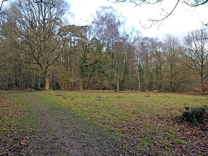 Whippendell Wood