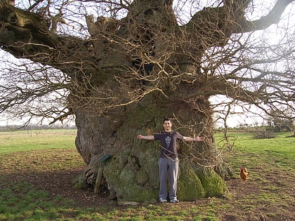 bowthorpe oak
