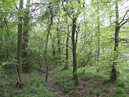 salcey forest