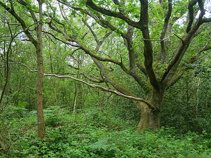 withybed wood christchurch