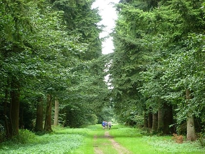 thetford forest