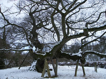 capon oak tree