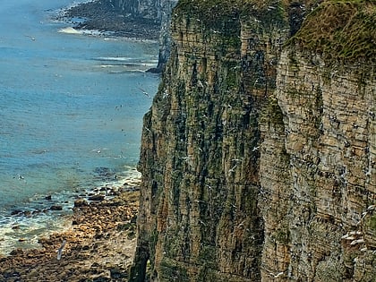 bempton cliffs