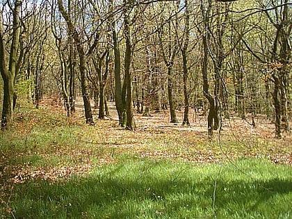 Bowden Housteads Woods