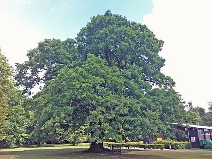 gilwell oak loughton