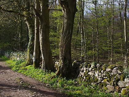 hyning scout wood arnside and silverdale