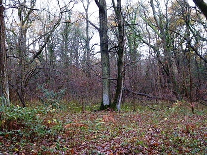 cucknells wood bramley