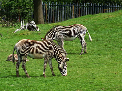 Zoo d'Édimbourg