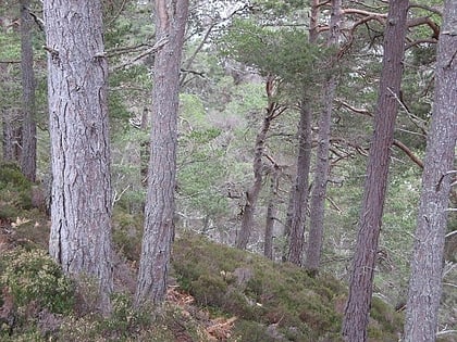 forets de coniferes caledoniennes