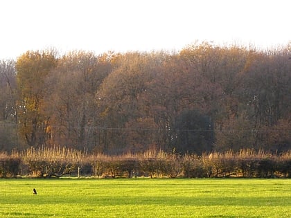 Sheet Hedges Wood