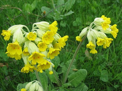 wingmoor farm meadow