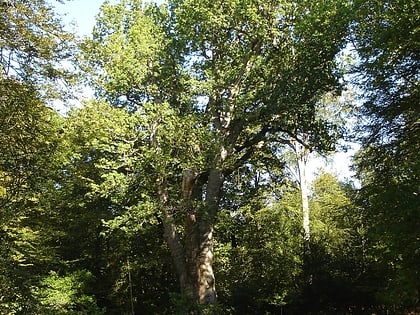 knightwood oak new forest