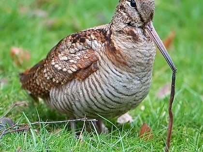 Chedworth Nature Reserve