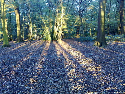 coldfall wood londyn